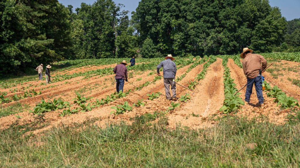 Disoccupazione agricola da gennaio a marzo | UNSIC Rimini Riccione Cattolica Bellaria Cesenatico Cesena | Patronato e CAF Imprese Privati