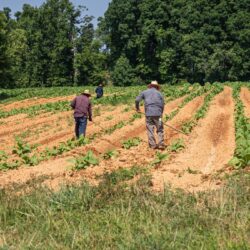 Disoccupazione agricola da gennaio a marzo | UNSIC Rimini Riccione Cattolica Bellaria Cesenatico Cesena | Patronato e CAF Imprese Privati